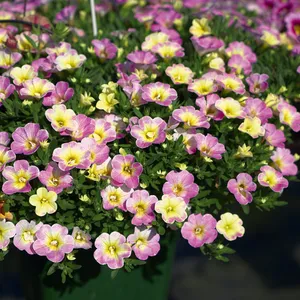 Picture - Selecta One