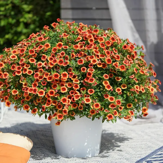 Picture - Ball Horticultural