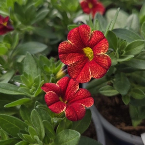 Calibrachoa 'Can-Can Oriental'