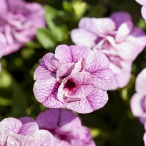 Calibrachoa 'Can Can Rosies Pink'