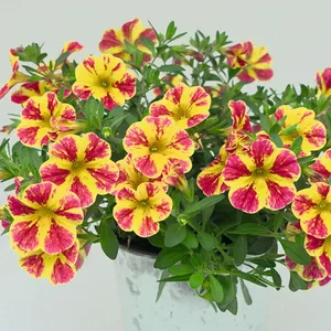 Picture - Selecta One