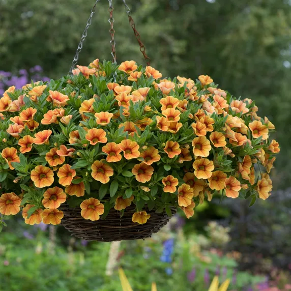 Picture - Ball Horticultural