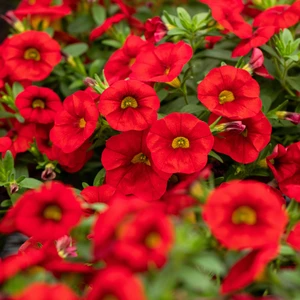 Calibrachoa 'Mini Bright Red'