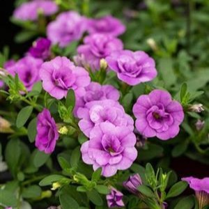 Calibrachoa 'MiniFamous Double Amethyst'