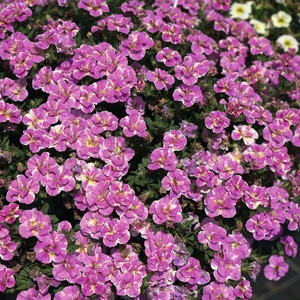 Picture - Selecta One