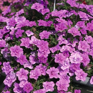 Picture - Selecta One