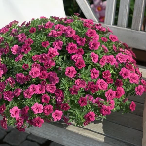 Picture - Selecta One