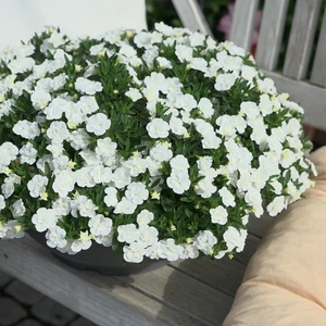 Picture - Selecta One