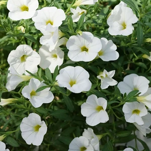 Picture - Selecta One