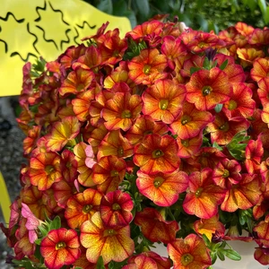 Picture - Selecta One