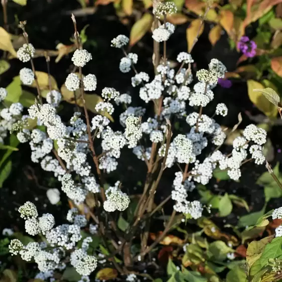 Callicarpa bodinieri Magical 'Snowstar' - image 2