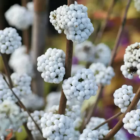 Callicarpa bodinieri Magical 'Snow Queen' - image 1