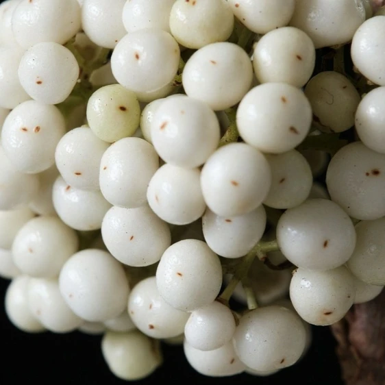 Callicarpa bodinieri Magical 'Snow Queen' - image 3