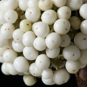Callicarpa bodinieri Magical 'Snow Queen' - image 3