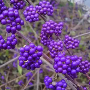 Callicarpa bodinieri 'Profusion' 4L - image 1