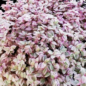 Callisia 'Pink Lady'