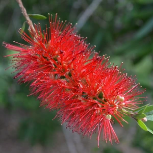 Callistemon citrinus 'Splendens' 2.3L - image 1