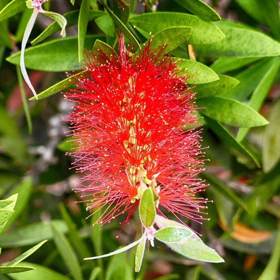 Callistemon citrinus 'Splendens' 2.3L - image 2