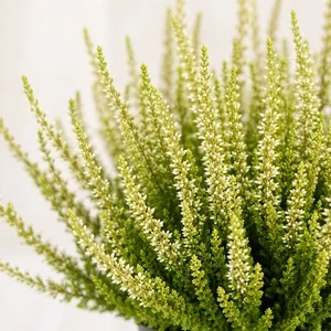 Calluna 'Beauty Ladies Agneta'