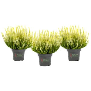 Calluna vulgaris 'Beauty Ladies Agneta'