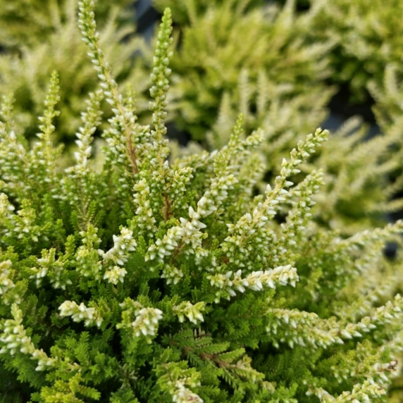 Calluna vulgaris 'Beauty Ladies Agneta' - image 3