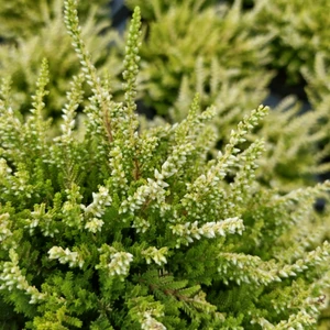 Calluna 'Beauty Ladies Agneta'