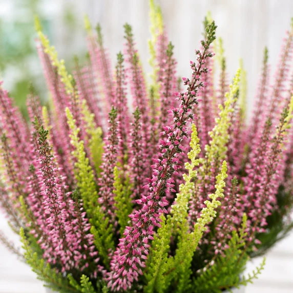 Calluna vulgaris 'Beauty Ladies Bicolour'