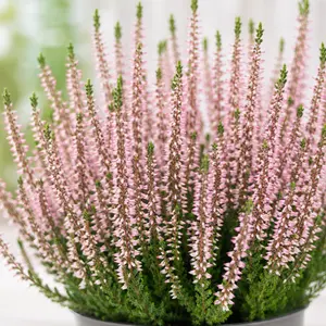Calluna vulgaris 'Beauty Ladies Michelle'