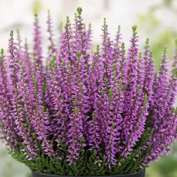 Calluna vulgaris 'Beauty Ladies Saphira'