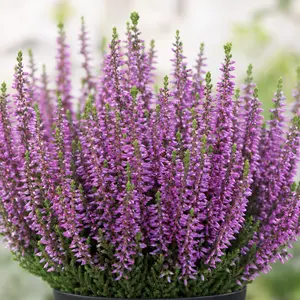 Calluna vulgaris 'Beauty Ladies Saphira'