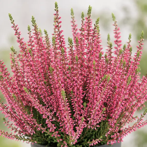 Calluna vulgaris 'Beauty Ladies Selly'