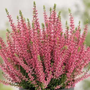 Calluna vulgaris 'Beauty Ladies Selly'