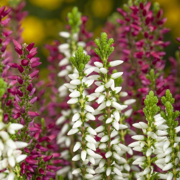 Calluna vulgaris 'Beauty Ladies Twins'