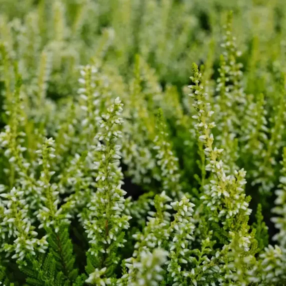 Calluna vulgaris 'Beauty Ladies Yellow'