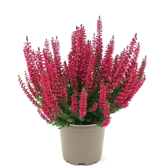 Calluna vulgaris 'Garden Girls Amina'