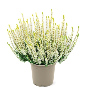 Calluna 'Garden Girls Aurica'