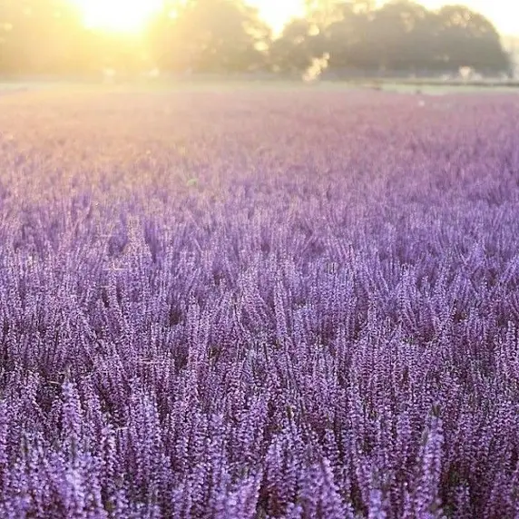 Calluna vulgaris 'Garden Girls Autumn Lavender' 11cm - image 2