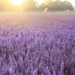 Calluna vulgaris 'Garden Girls Autumn Lavender' 11cm - image 2
