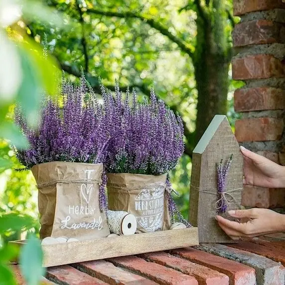 Calluna vulgaris 'Garden Girls Autumn Lavender' 11cm - image 3