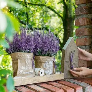 Calluna vulgaris 'Garden Girls Autumn Lavender' 11cm - image 3