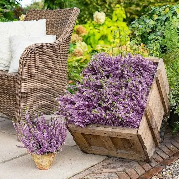 Calluna vulgaris 'Garden Girls Autumn Lavender' 11cm - image 4