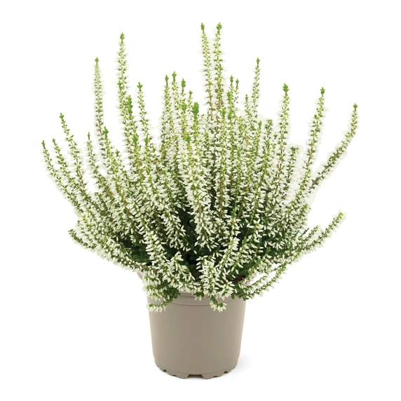 Calluna vulgaris 'Garden Girls Coco'
