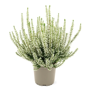 Calluna 'Garden Girls Coco'