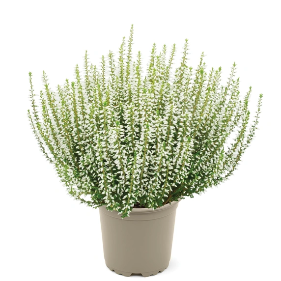 Calluna vulgaris 'Garden Girls Elisa'