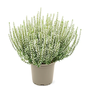 Calluna 'Garden Girls Elisa'