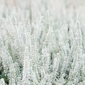 Calluna vulgaris 'Garden Girls Fluffy' 12cm - image 1