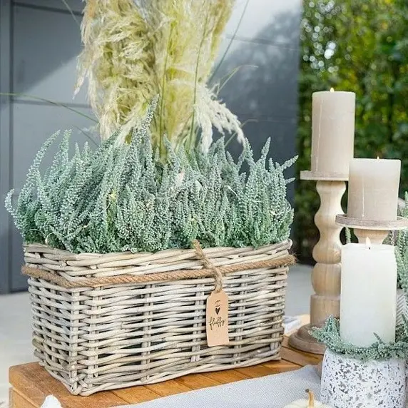 Calluna vulgaris 'Garden Girls Fluffy' 12cm - image 2