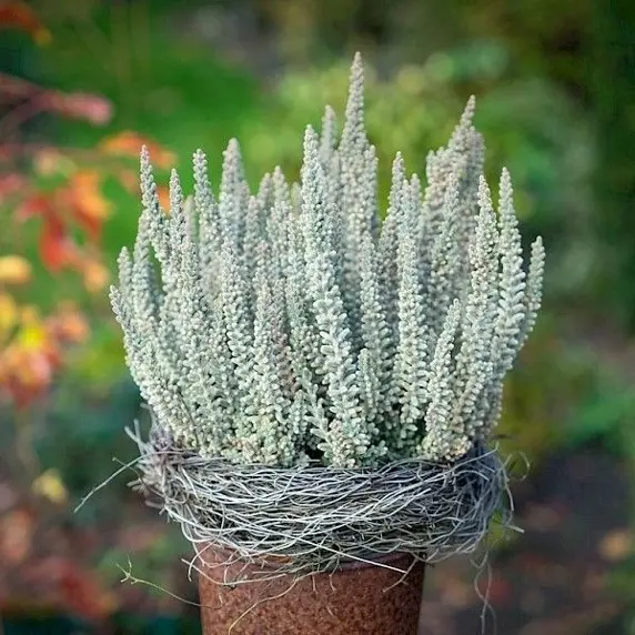 Calluna vulgaris 'Garden Girls Fluffy' 12cm - image 3