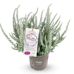Calluna 'Garden Girls Fluffy'