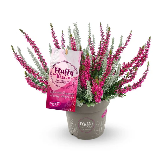 Calluna vulgaris 'Garden Girls Fluffy Kiss' 11cm